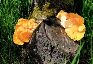 laetiporus_sulphureus-1.jpg